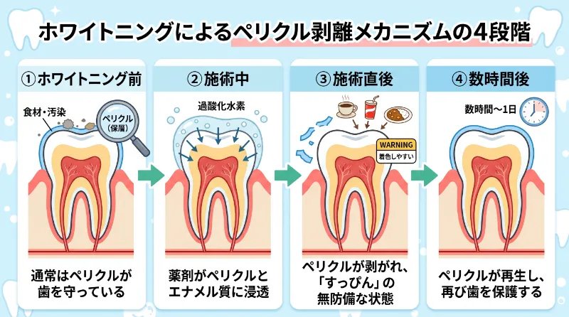 ポリリン酸の働き