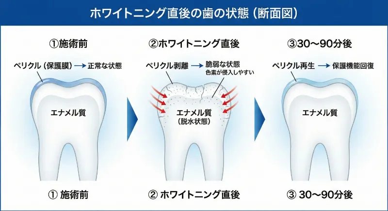 ペリクルが再生するまでの時間
