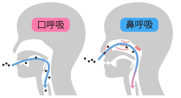 口呼吸と鼻呼吸のイメージ